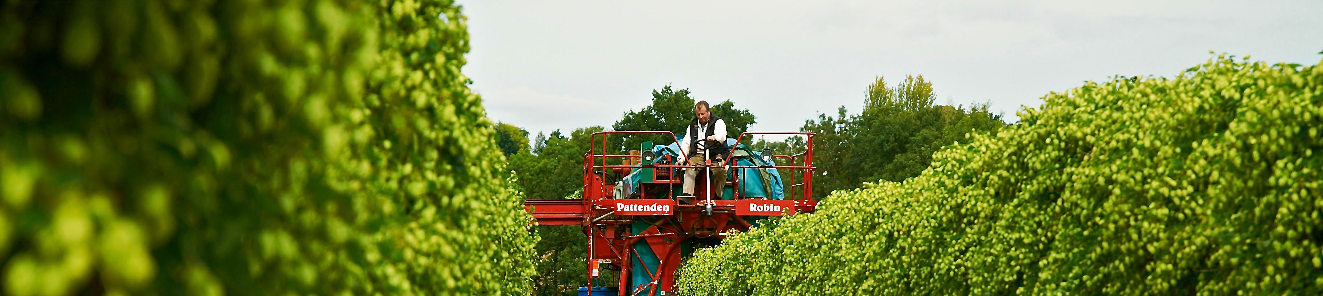 Growers British Hop Association