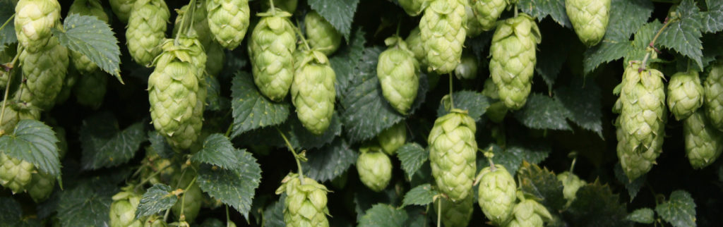 Hops Uk Are British Hops Sustainable? , Press Release Harvest 2018 – VLFG