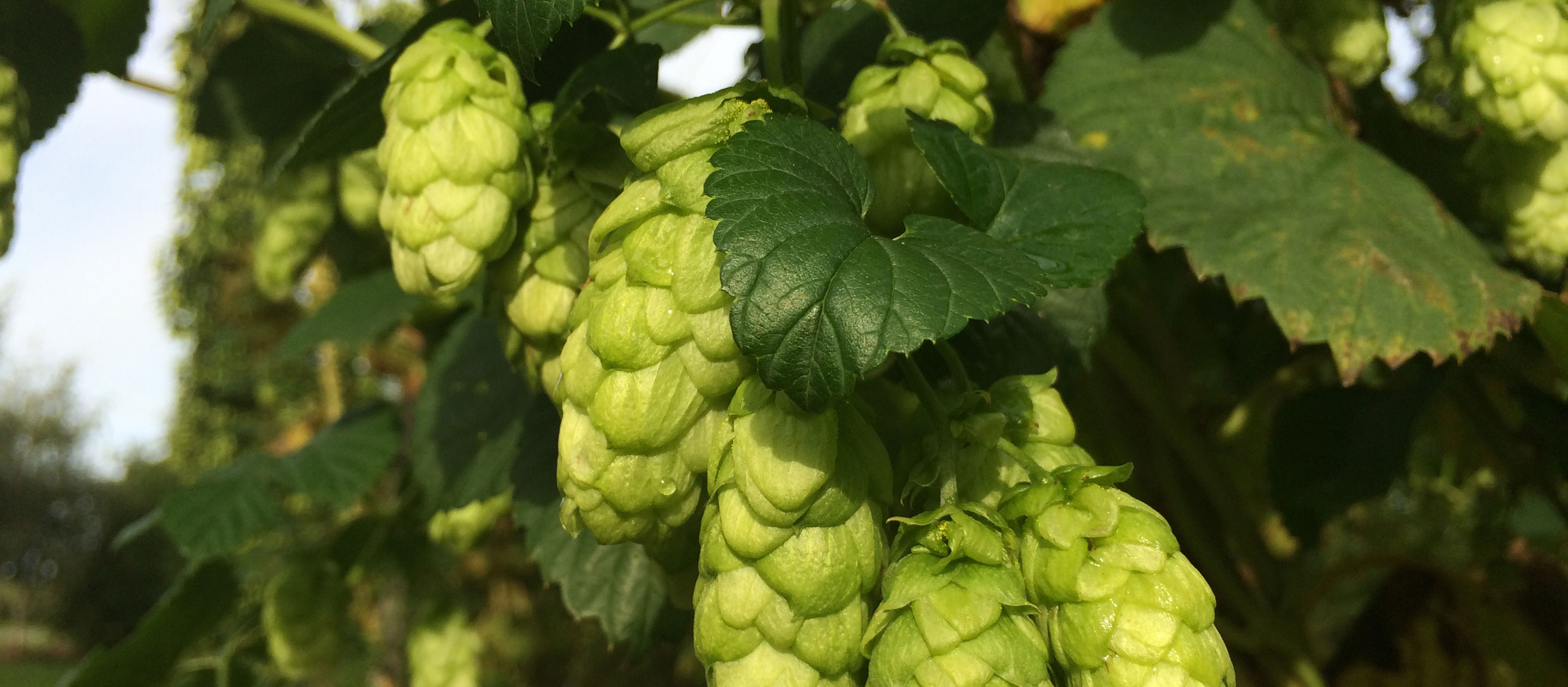 Varieties British Hop Association