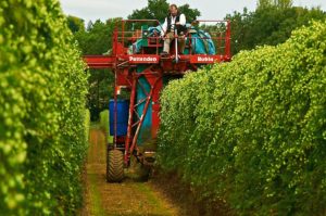 Hop Harvest